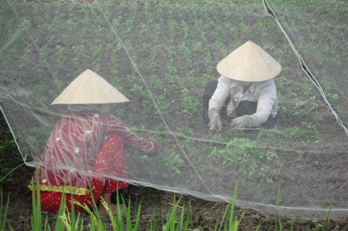 Cooperative model’s role in new rural development - ảnh 1